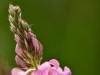 Sainfoin, Onobychis viciaefolia